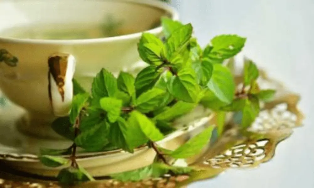 Wonders that Green Tea can do for your Health