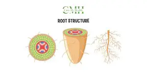 Root vs. Symptom